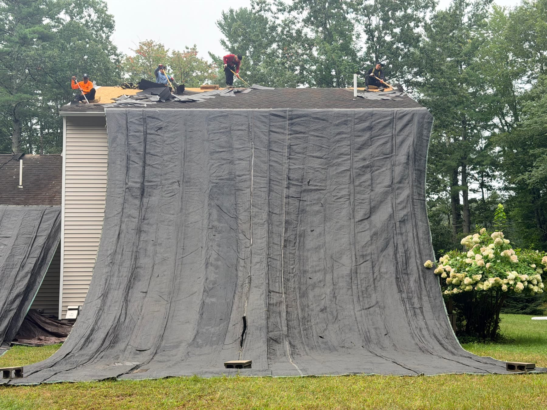 Four roofers stripping old shingles above a full tarp wall on the Wells home